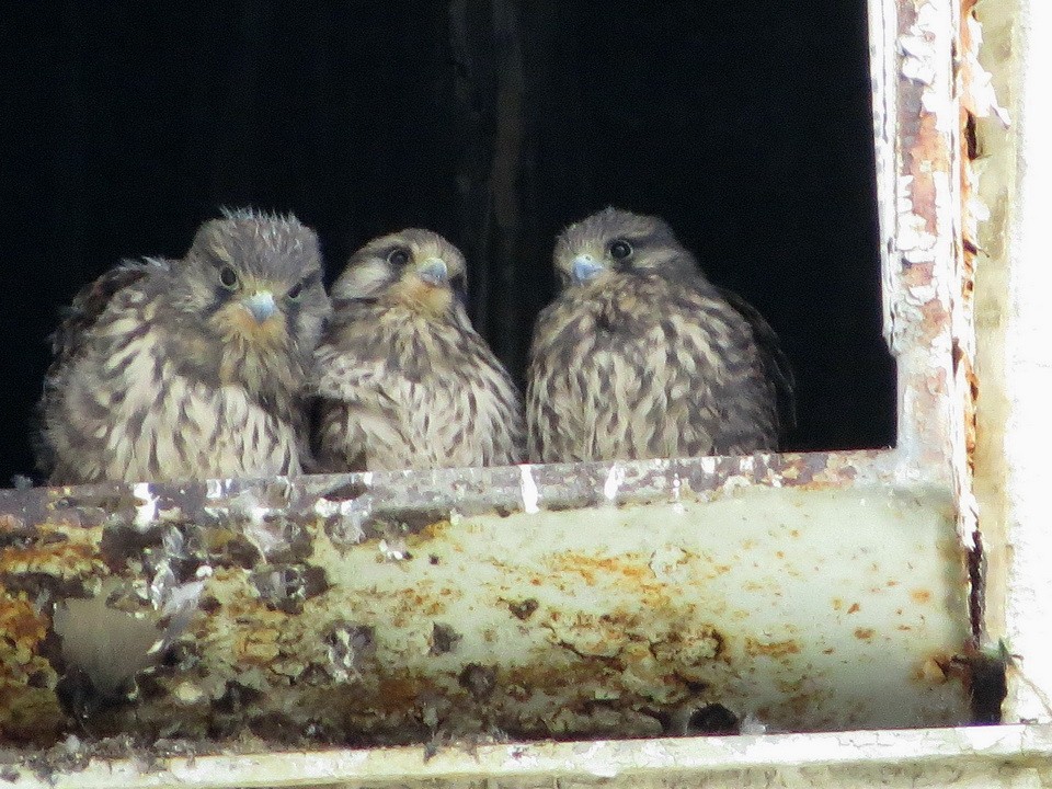 Eurasian Kestrel - ML620250800