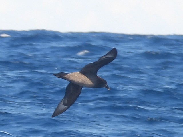 Providence Petrel - Scott Fox