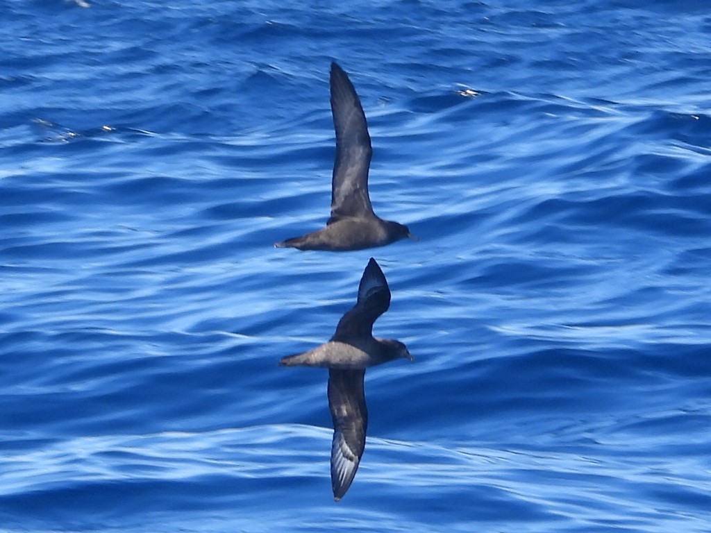 Providence Petrel - ML620250805