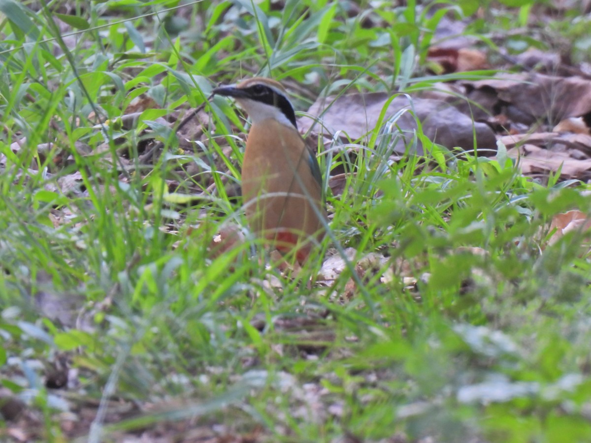 Indian Pitta - ML620250811