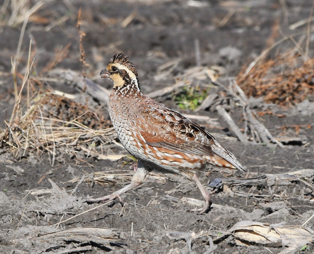 Northern Bobwhite - ML620250815