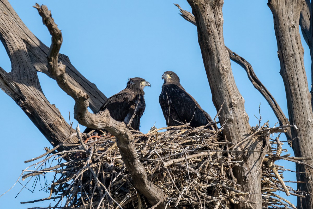 Bald Eagle - ML620250816