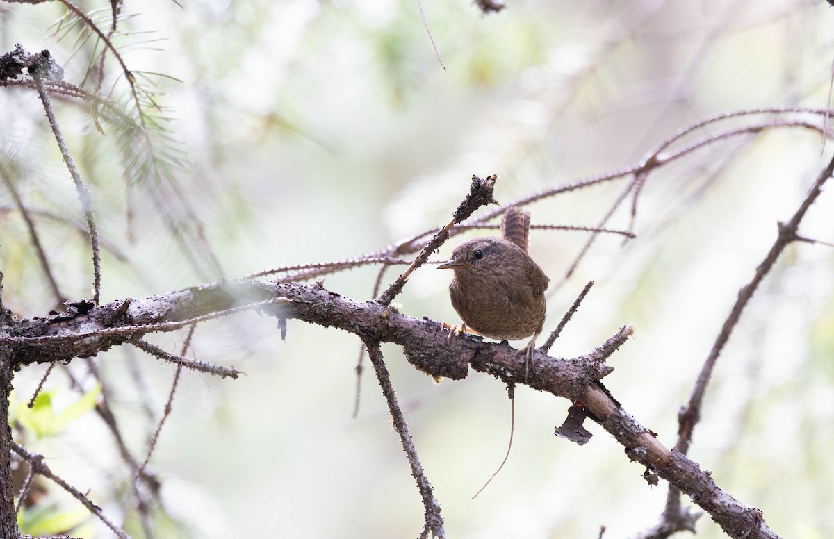 Pacific Wren - ML620250817