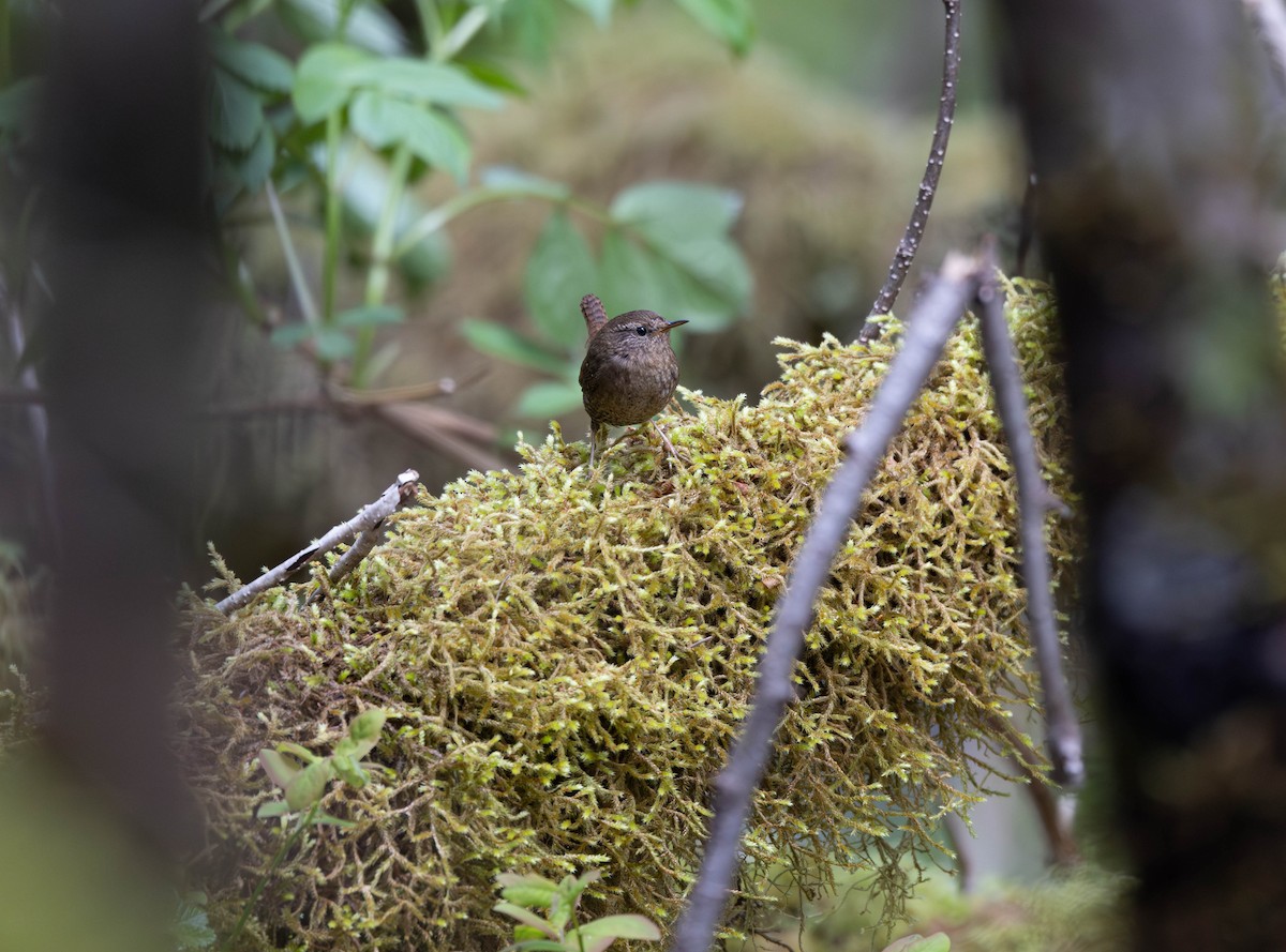 Pacific Wren - ML620250820