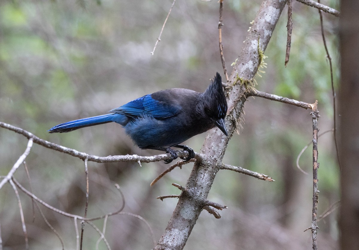 Steller's Jay - ML620250822