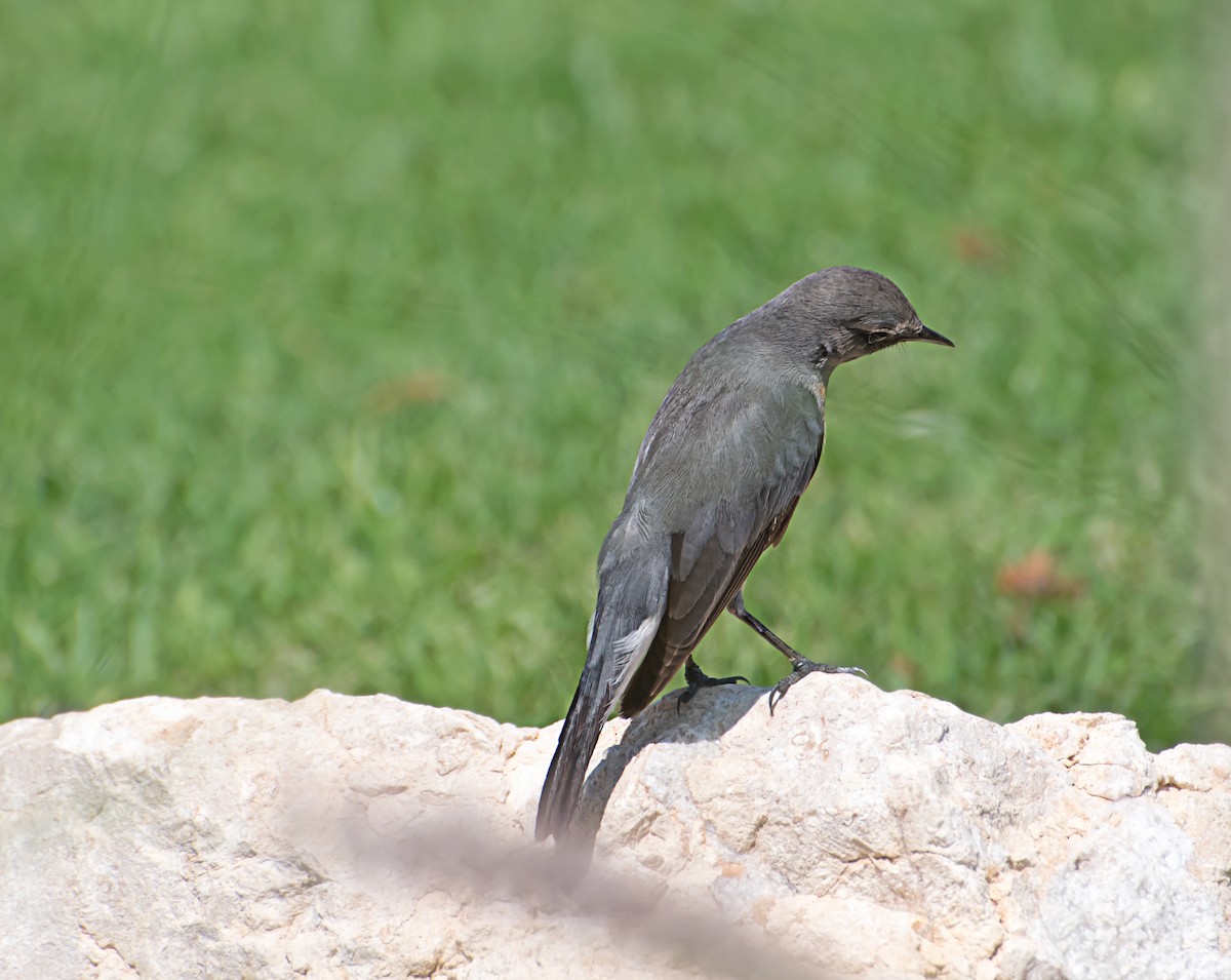 White-throated Robin - ML620250831