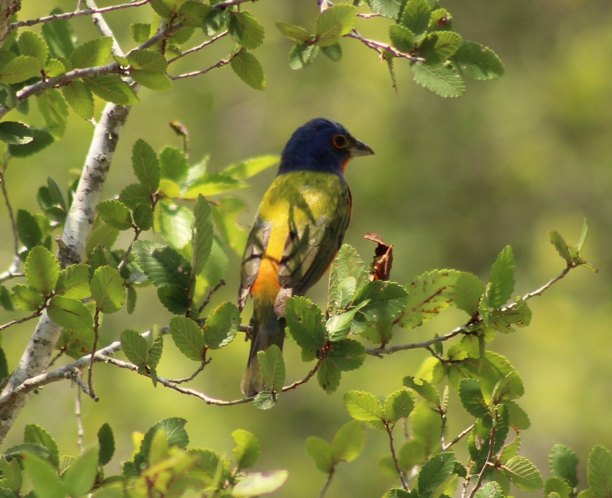 Painted Bunting - ML620250840