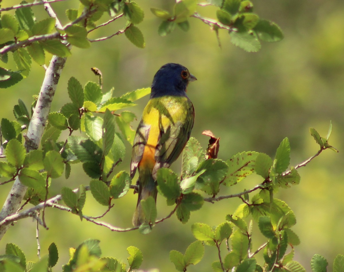 Painted Bunting - ML620250841