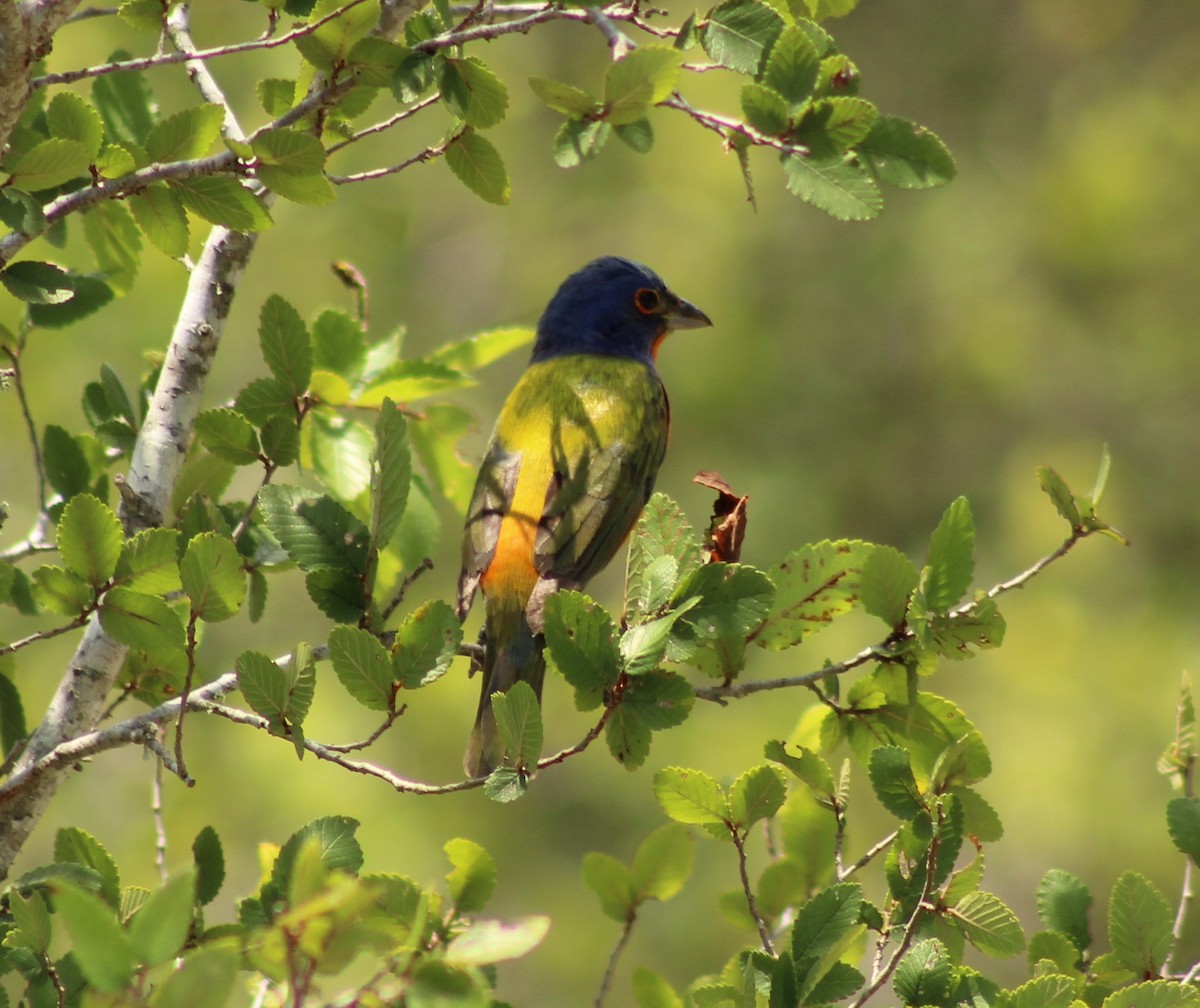 Painted Bunting - ML620250842