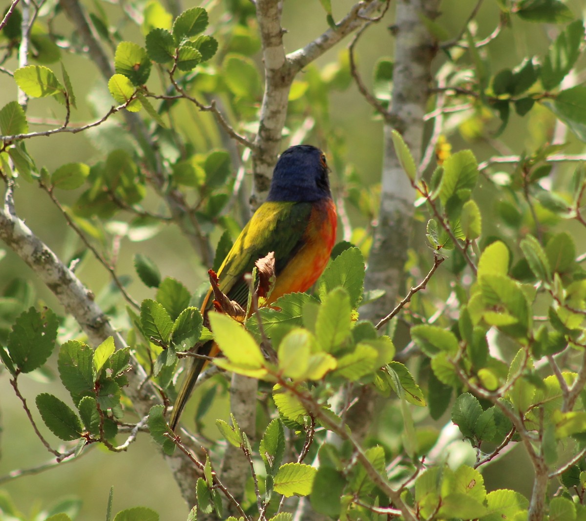 Painted Bunting - ML620250849
