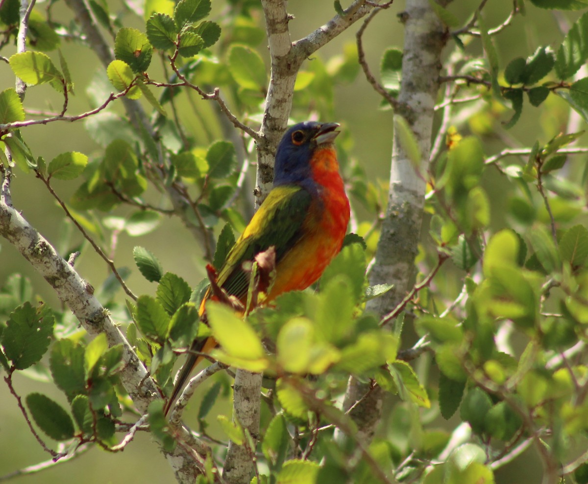 Painted Bunting - ML620250850