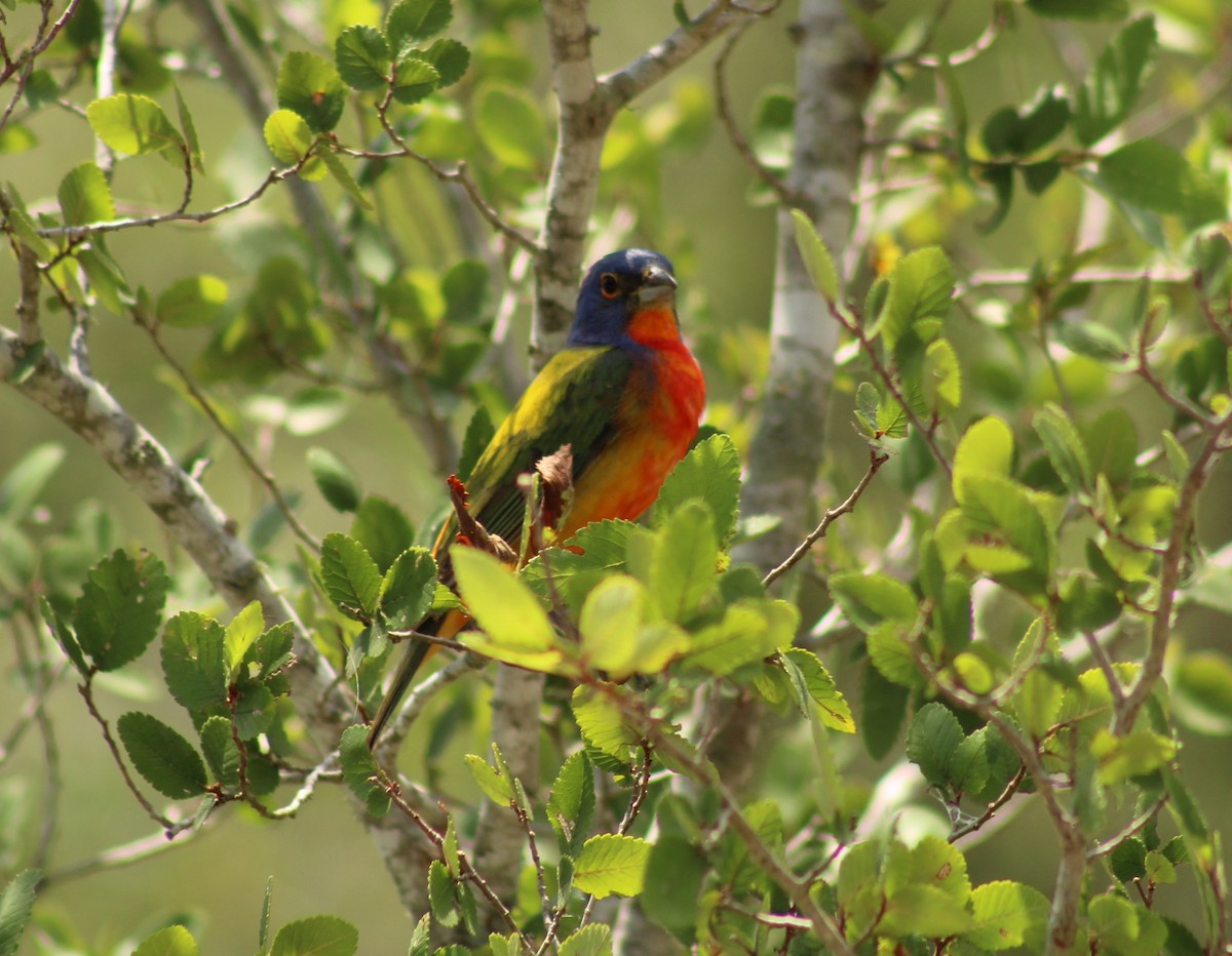 Painted Bunting - ML620250851