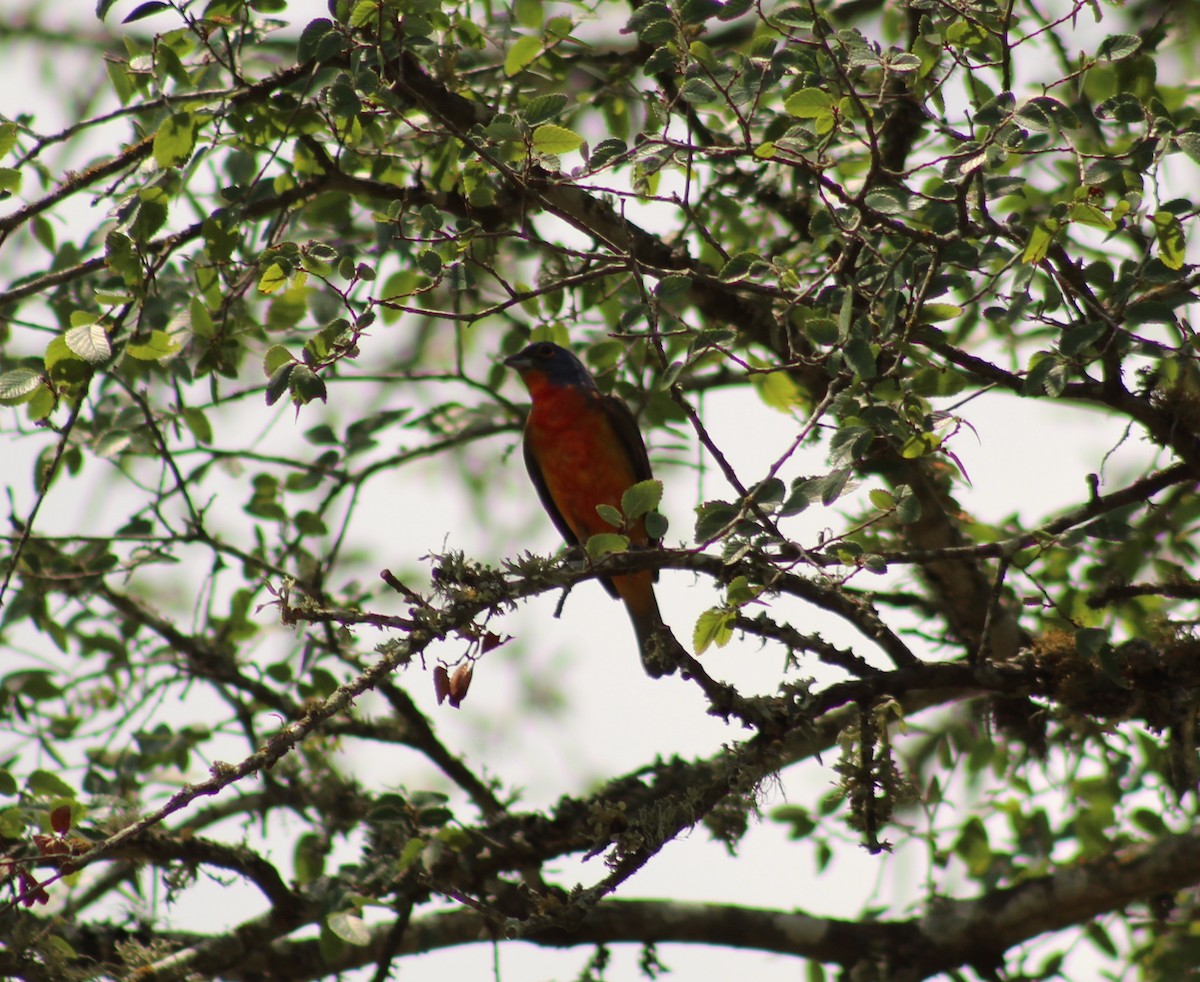 Painted Bunting - ML620250852