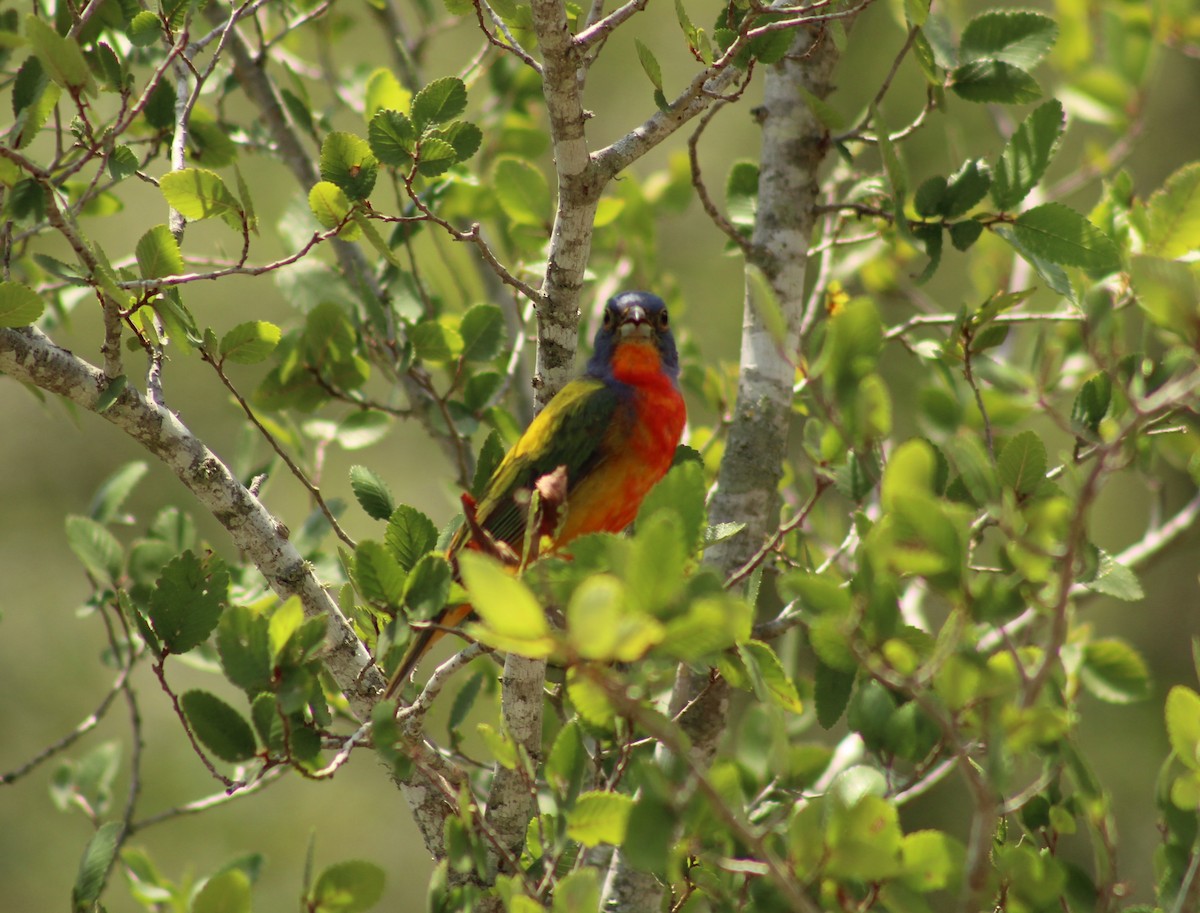 Painted Bunting - ML620250853