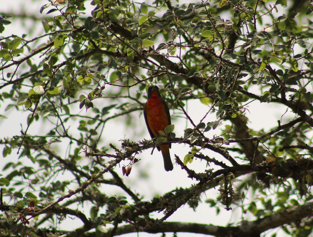 Painted Bunting - ML620250854