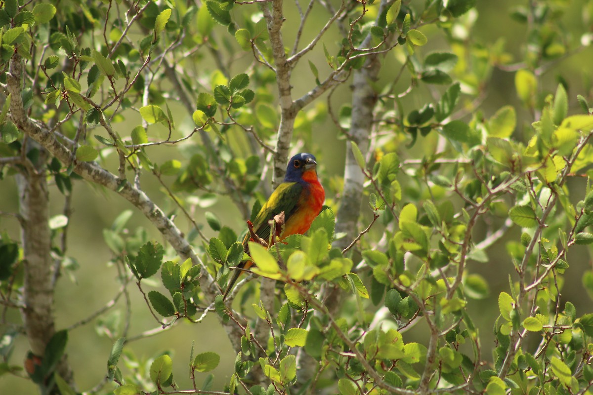 Painted Bunting - ML620250855