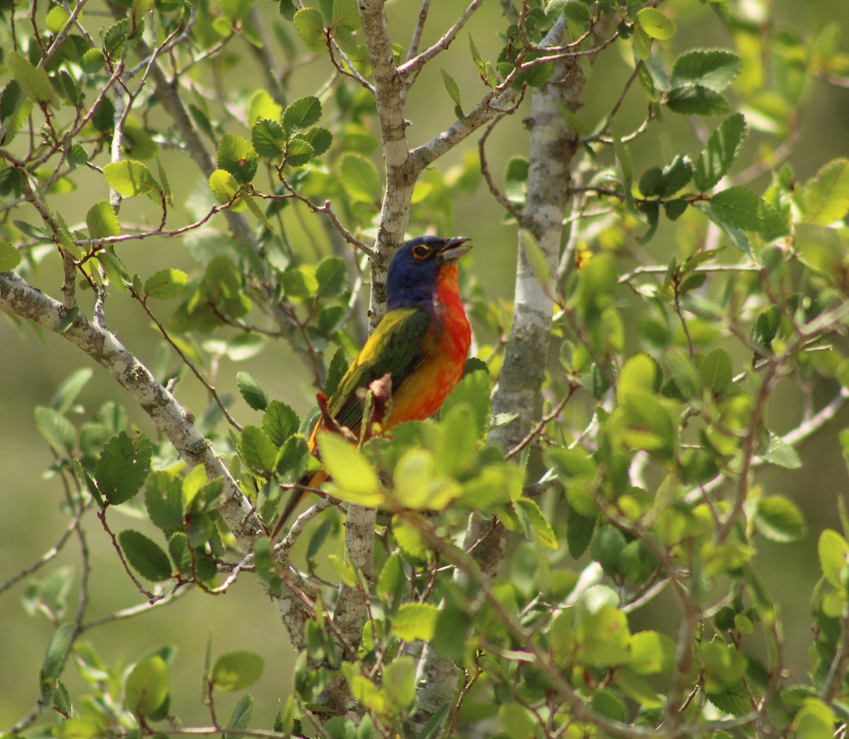 Painted Bunting - ML620250856