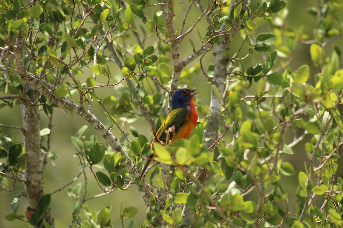 Painted Bunting - ML620250857