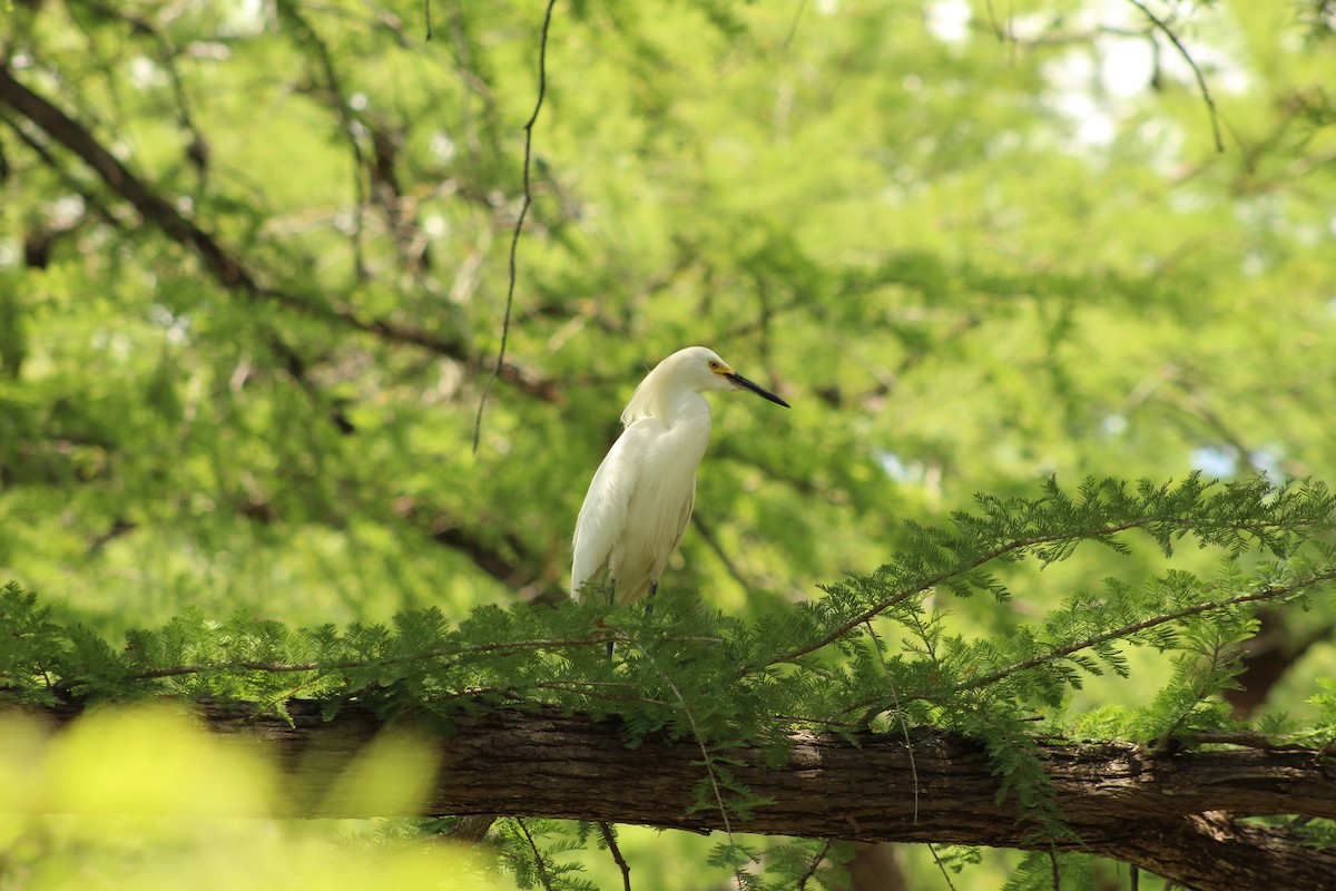 Snowy Egret - ML620250866