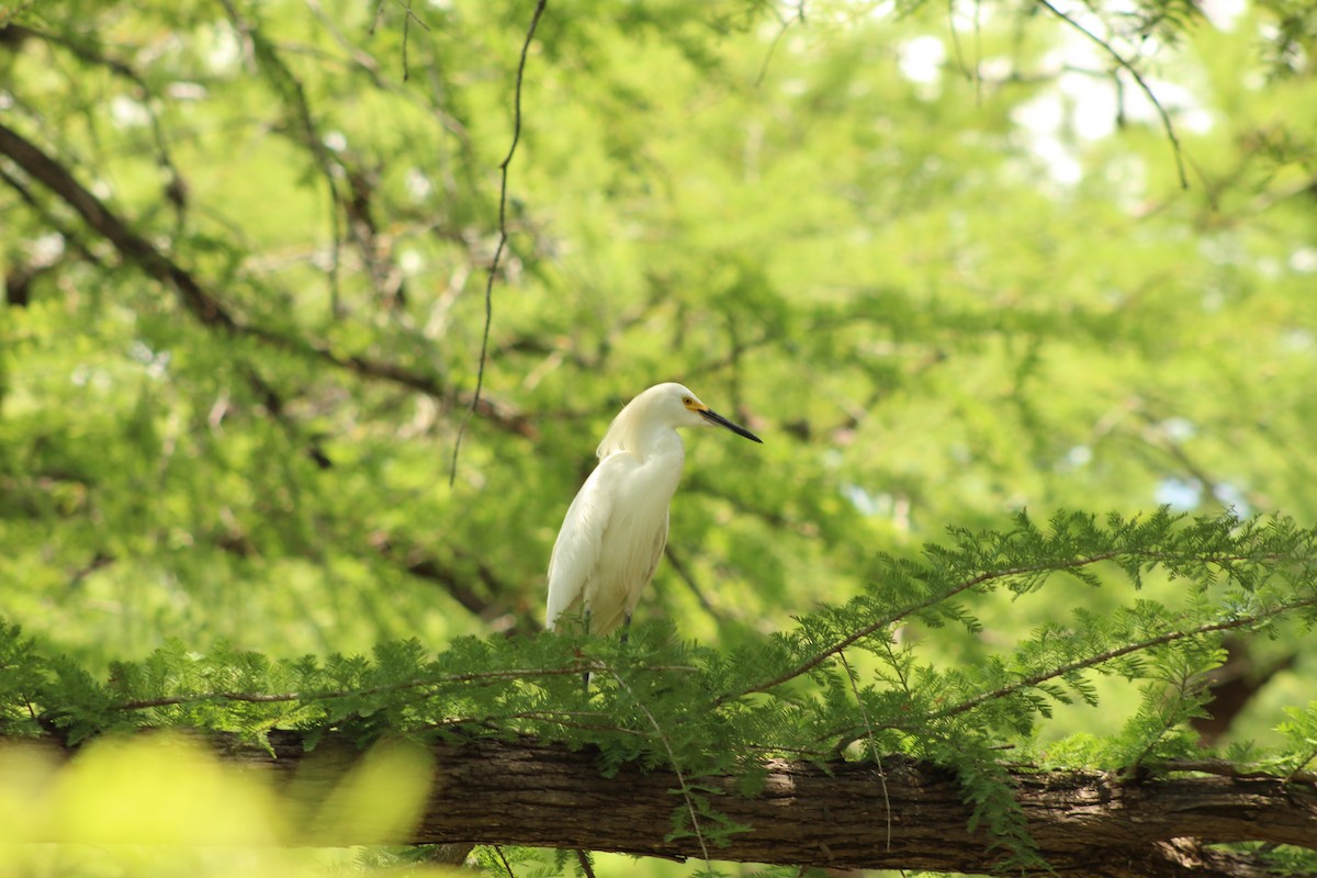 Snowy Egret - ML620250867