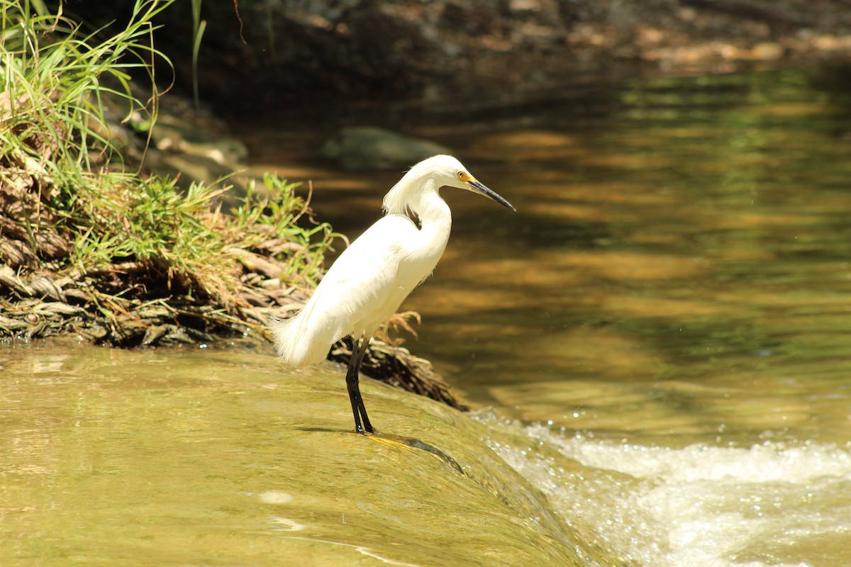 Snowy Egret - ML620250869