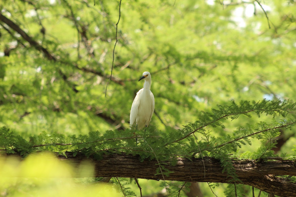 Snowy Egret - ML620250870