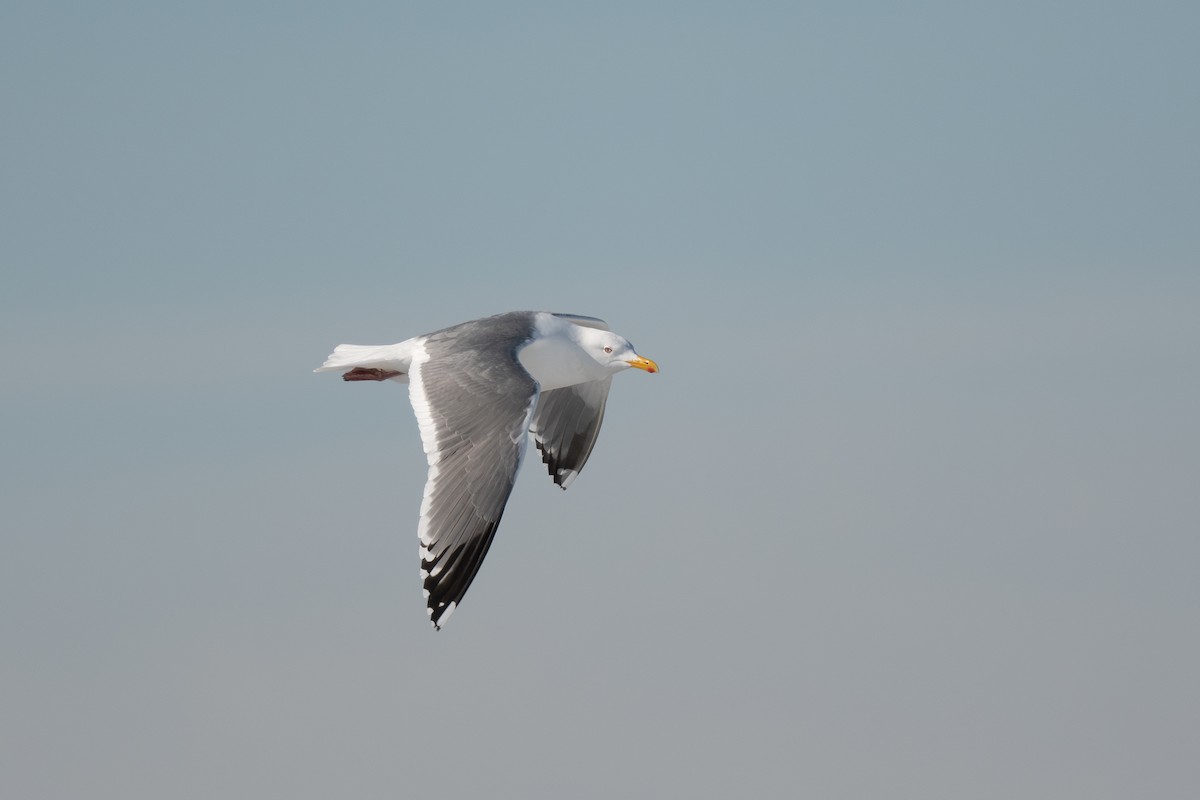 Herring Gull (Vega) - ML620250871