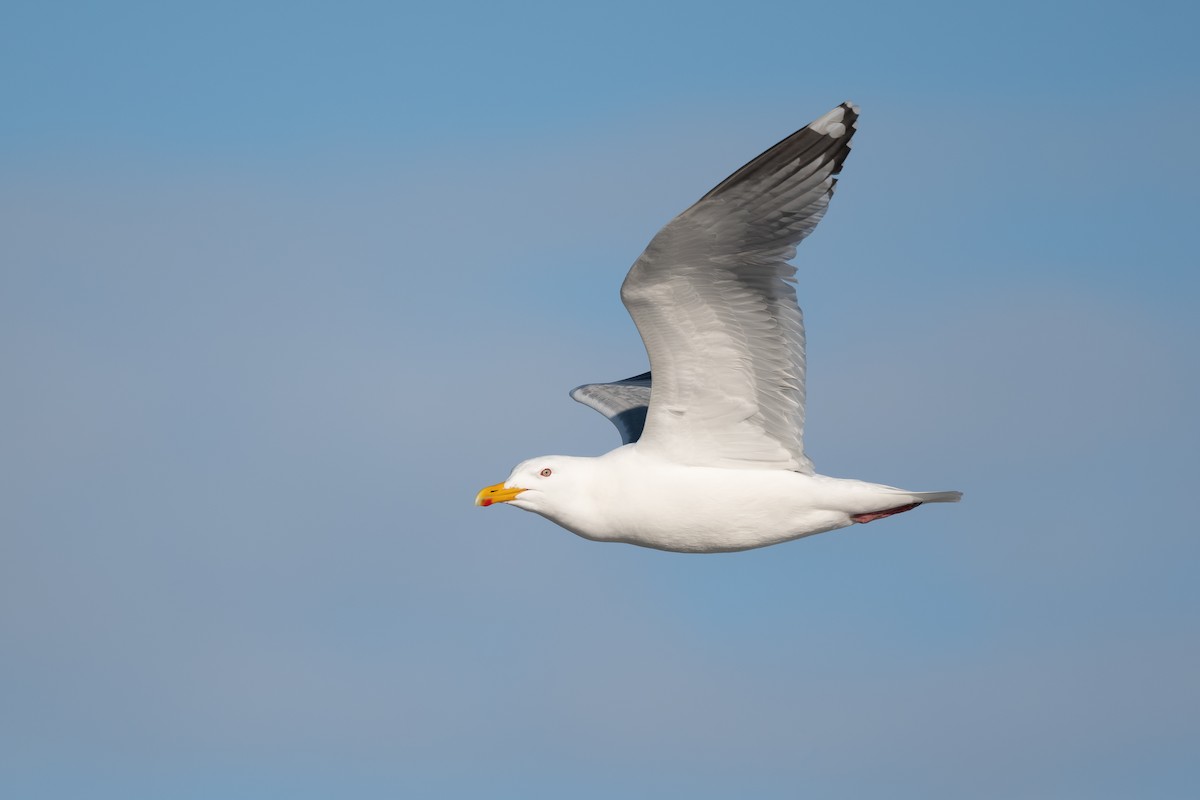 Herring Gull (Vega) - ML620250872