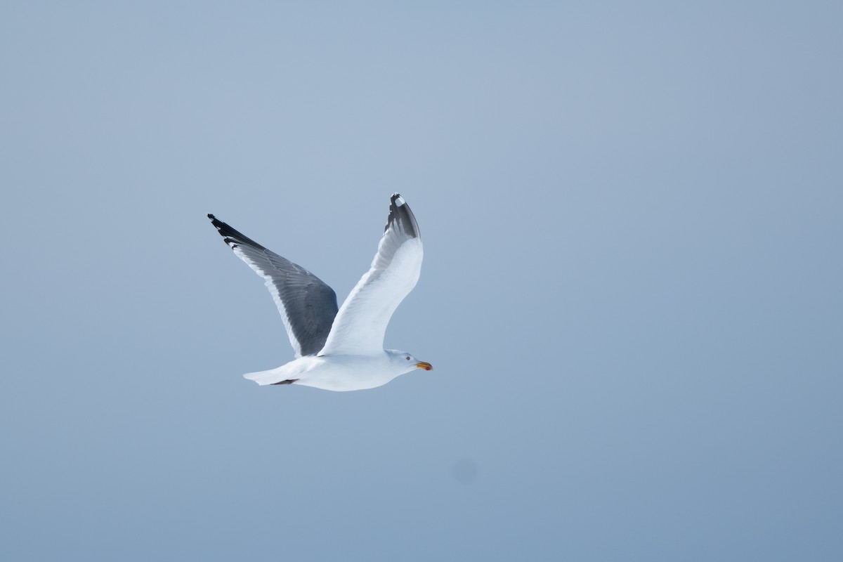 Herring Gull (Vega) - ML620250873