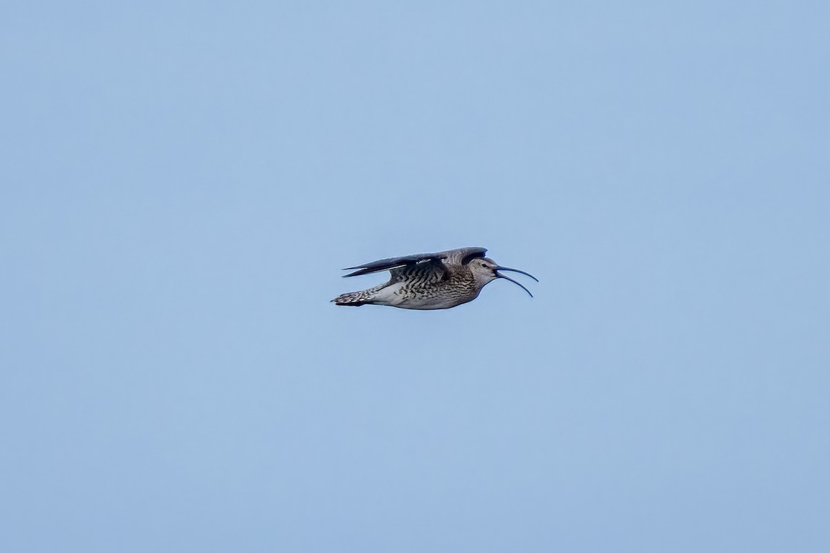 Courlis corlieu (phaeopus) - ML620250884