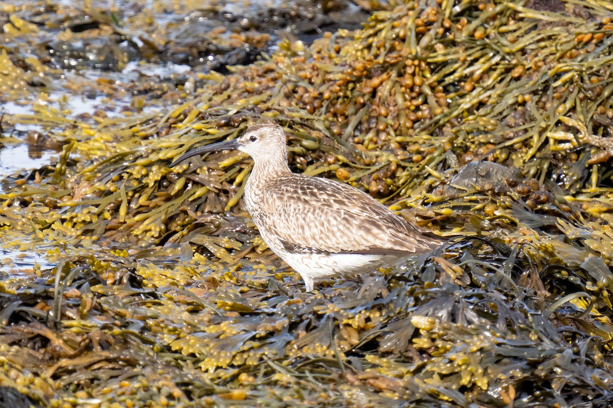 Courlis corlieu (phaeopus) - ML620250885