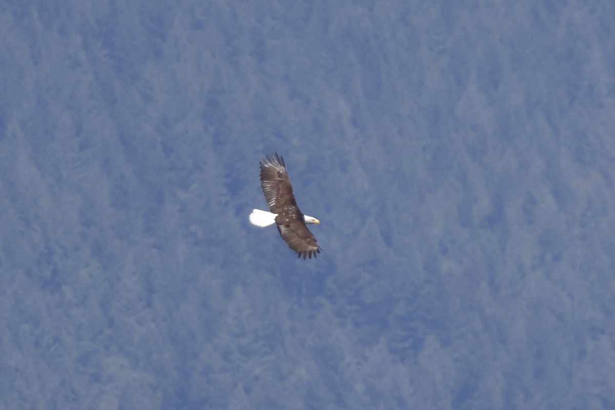 Bald Eagle - ML620250889