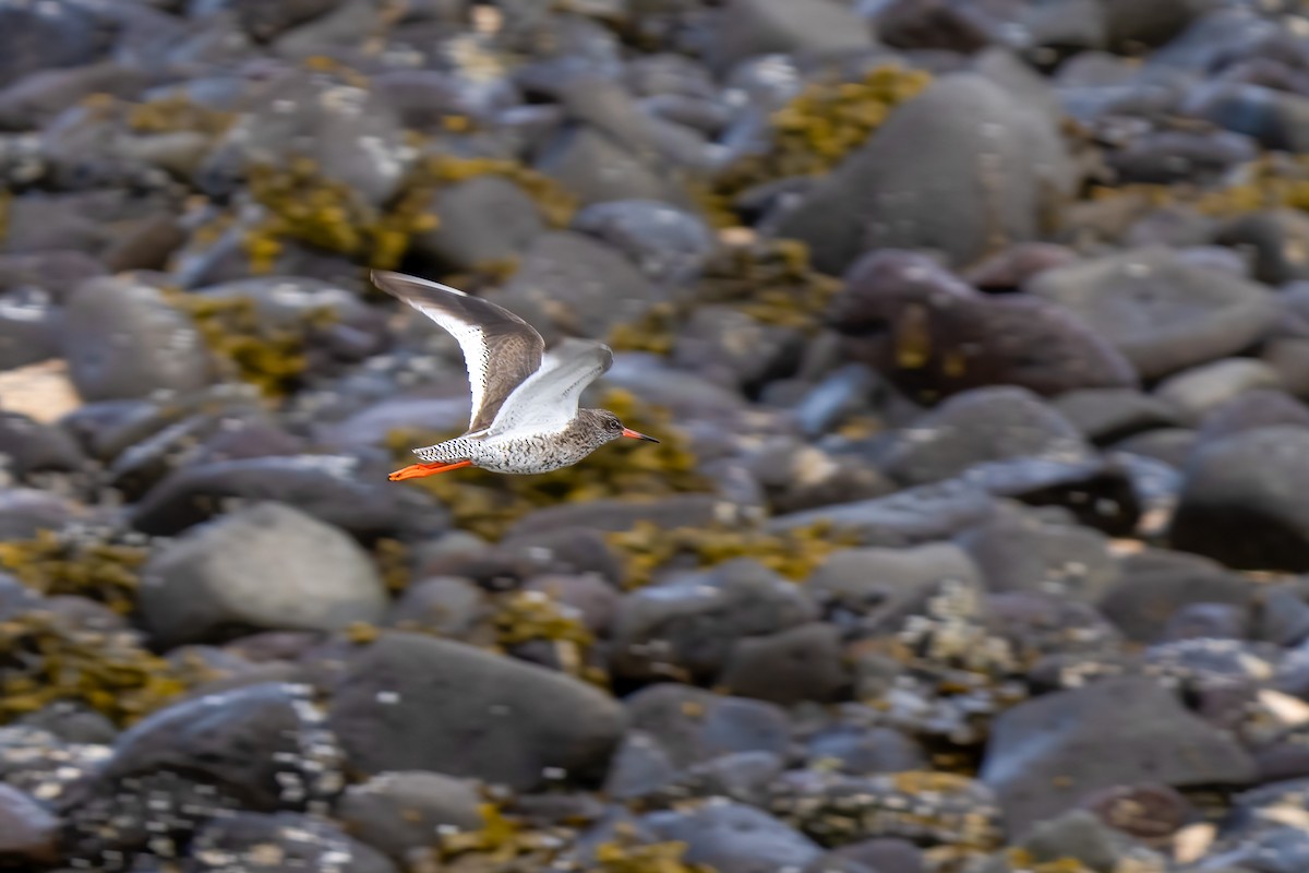 Common Redshank - ML620250896