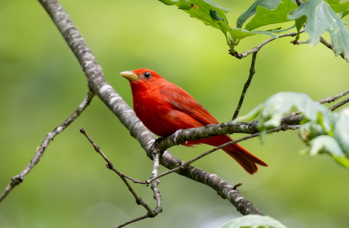 Summer Tanager - ML620250902