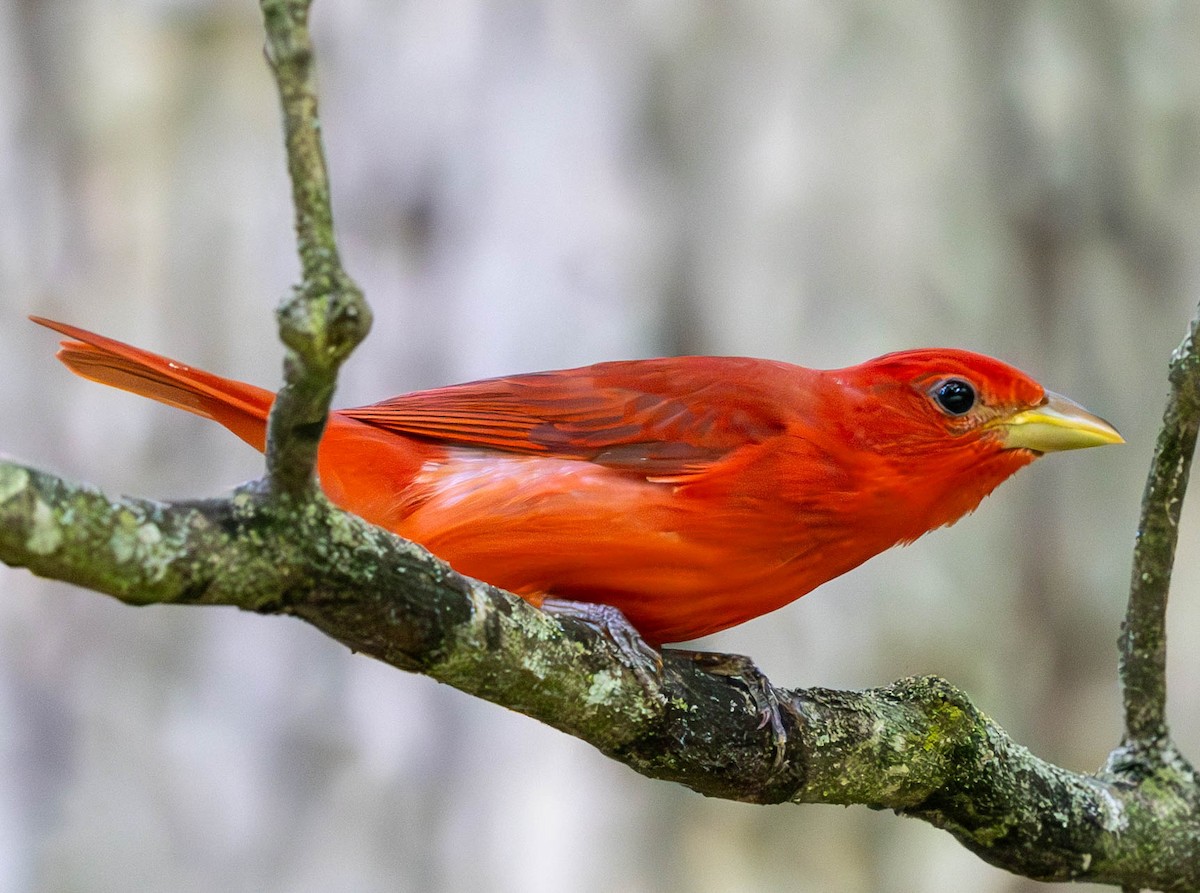 Summer Tanager - ML620250906