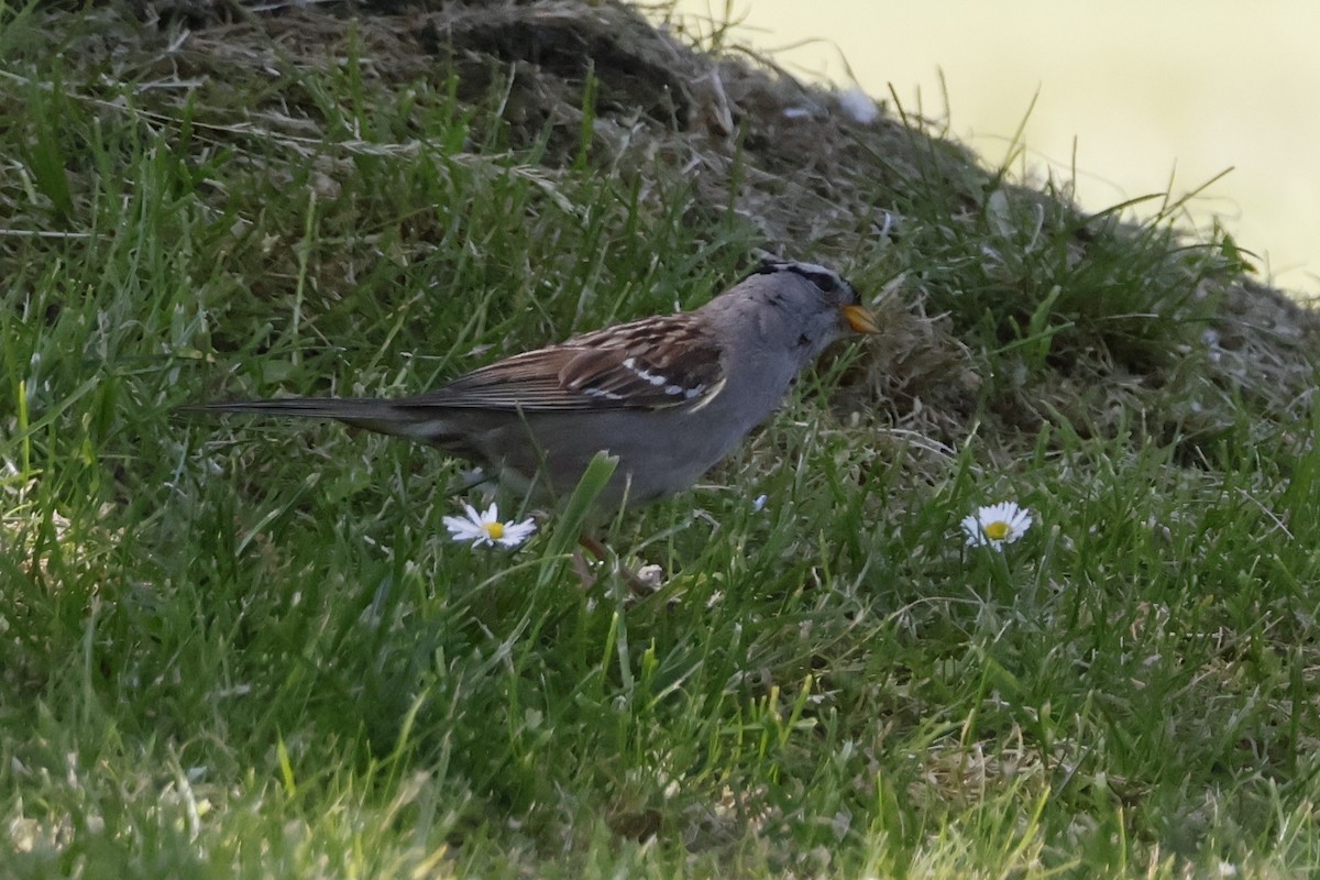 White-crowned Sparrow - ML620250908