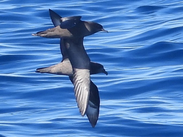 Puffin à bec grêle - ML620250912