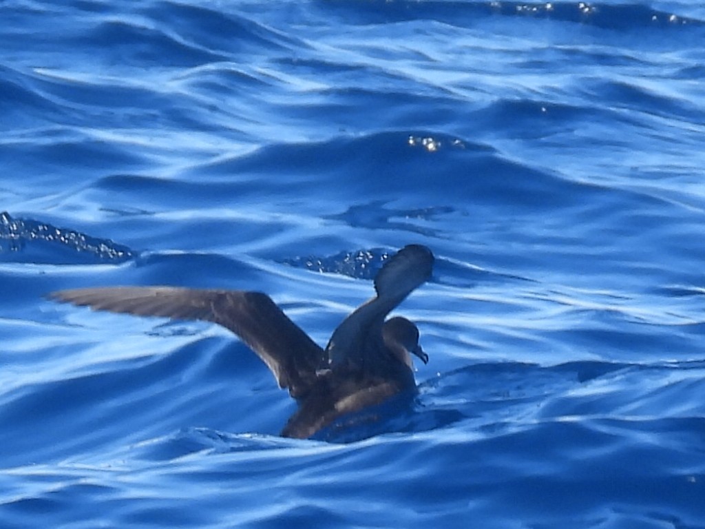 Short-tailed Shearwater - Scott Fox