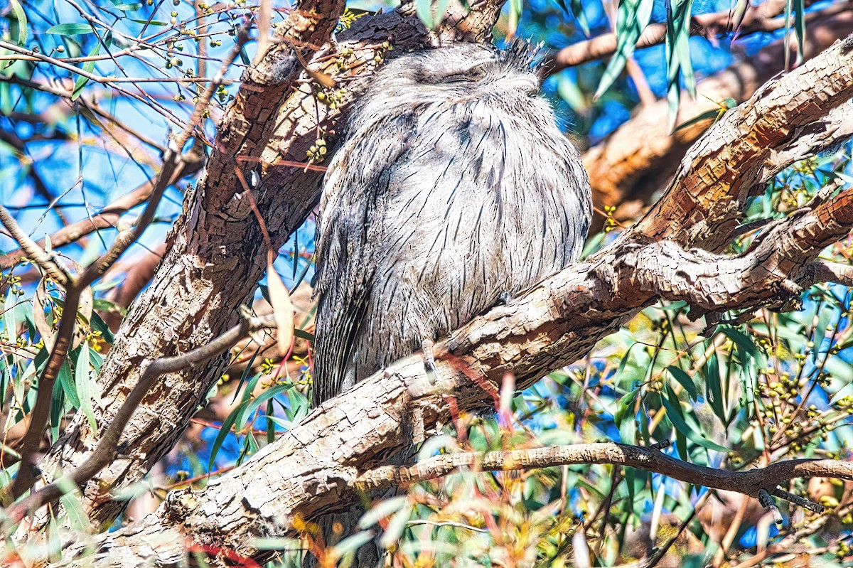 Tawny Frogmouth - ML620250918