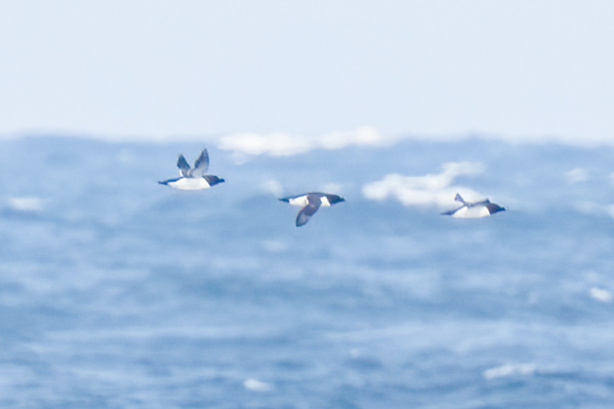 Thick-billed/Common Murre - ML620250922