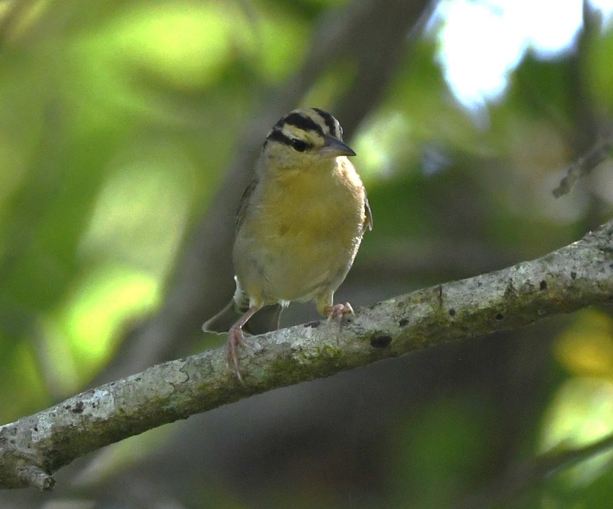 Worm-eating Warbler - ML620250927