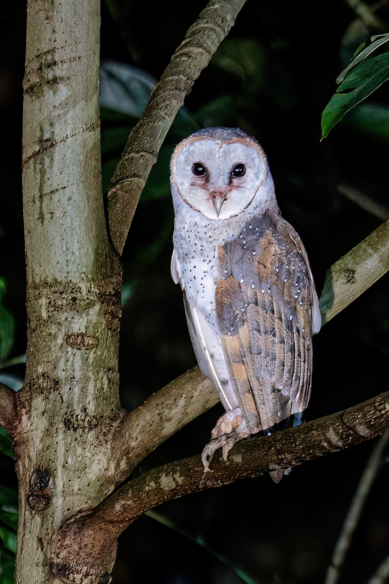 Barn Owl - ML620250934