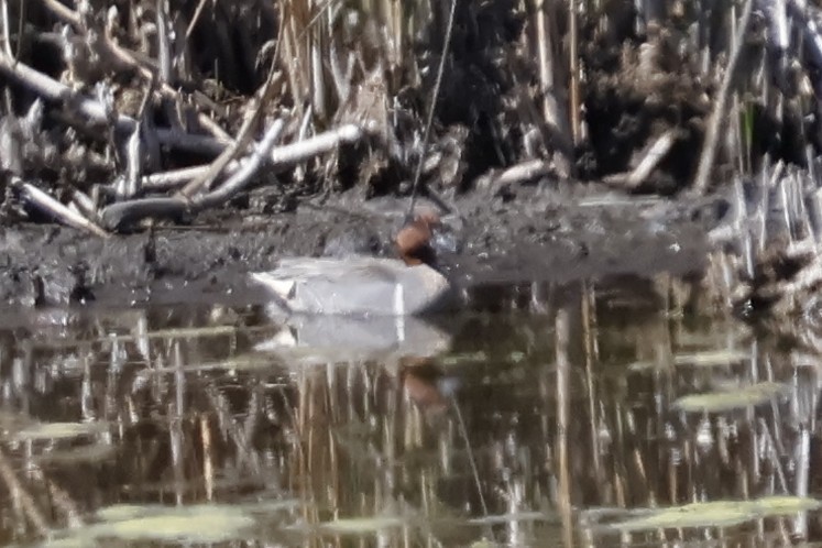 Green-winged Teal - ML620250942