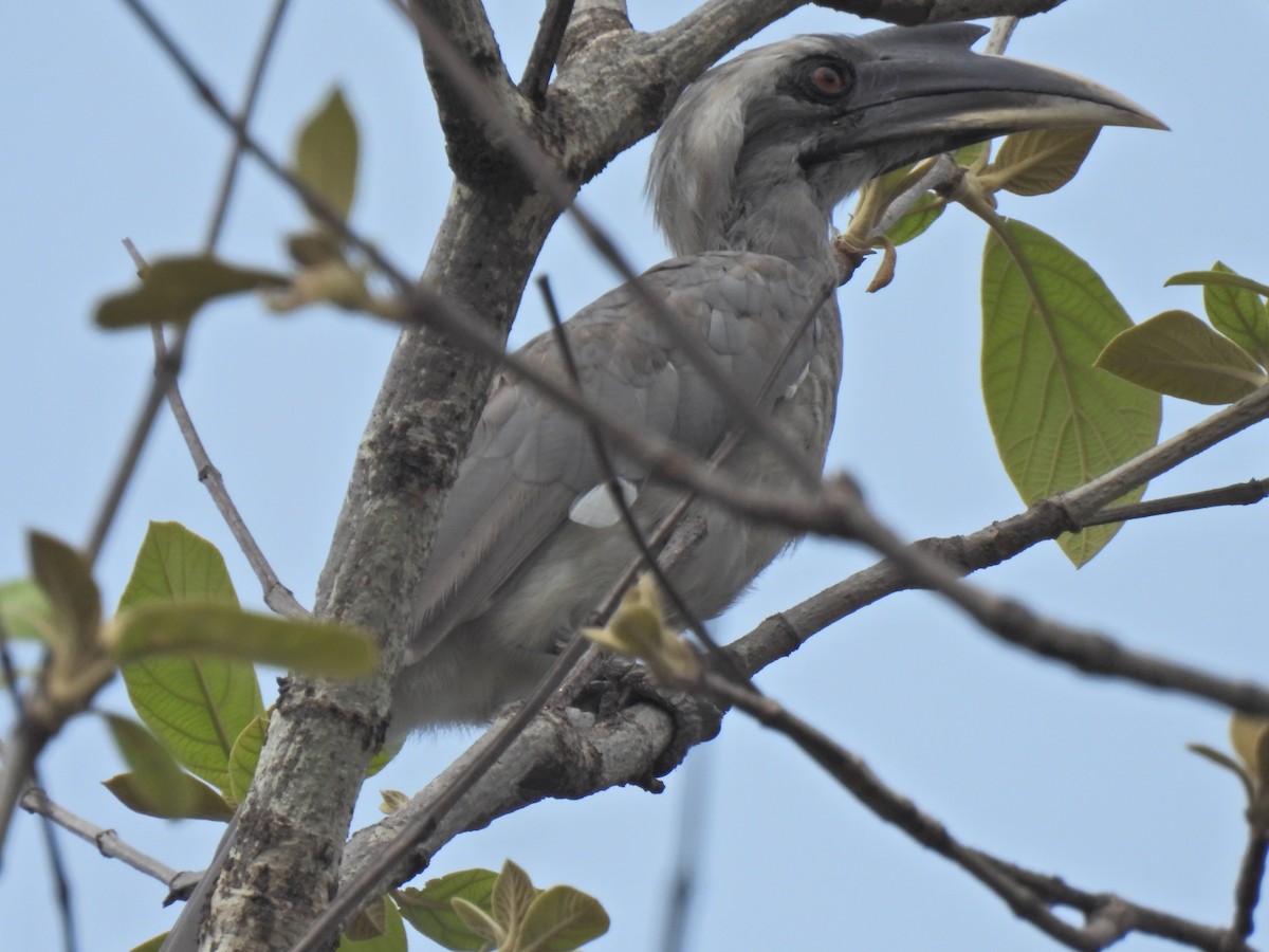 Indian Gray Hornbill - ML620250943