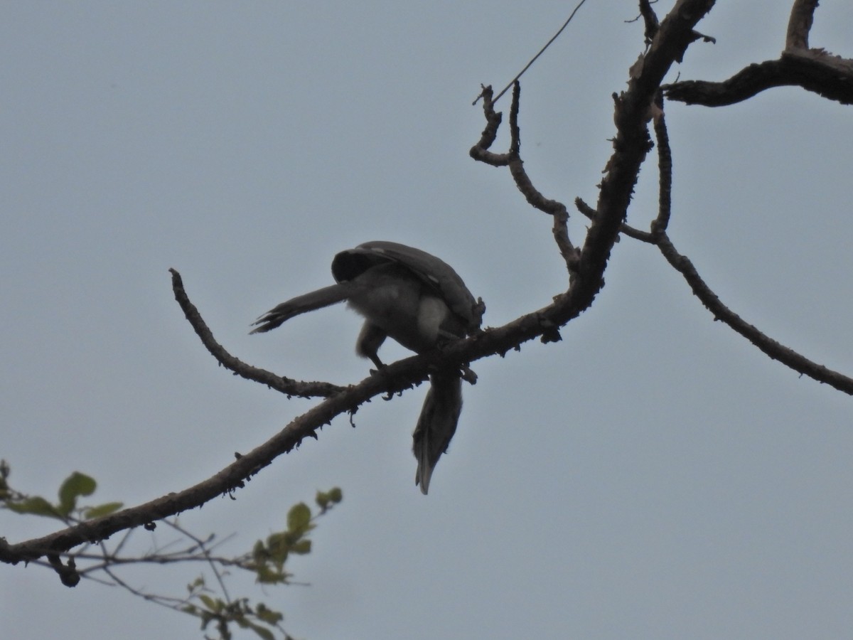 Indian Gray Hornbill - ML620250944
