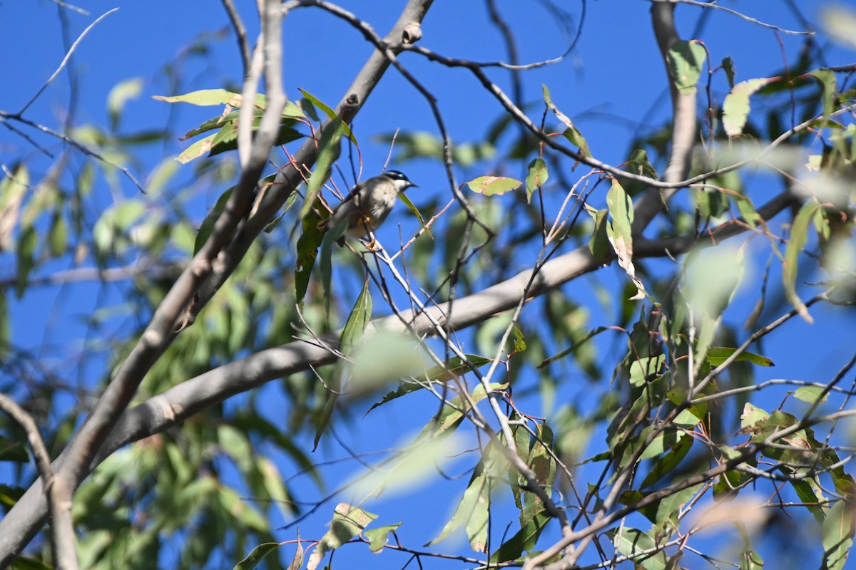 Black-chinned Honeyeater - ML620250945