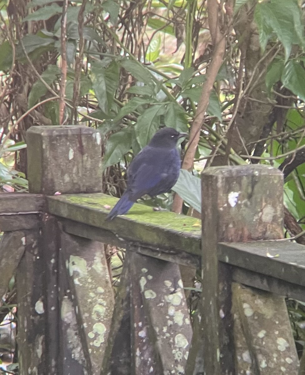 Taiwan Whistling-Thrush - ML620250953