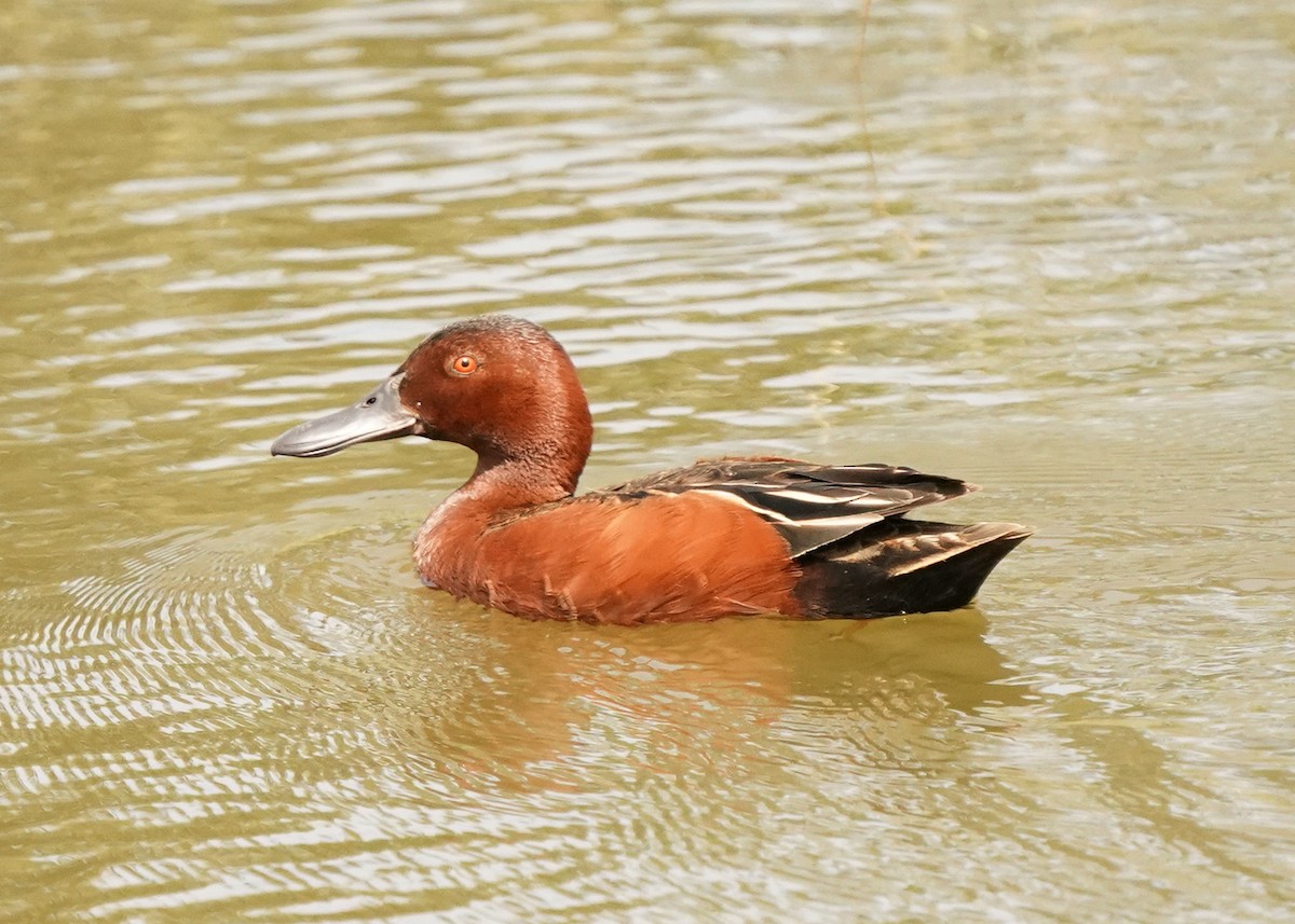 Cinnamon Teal - ML620250954