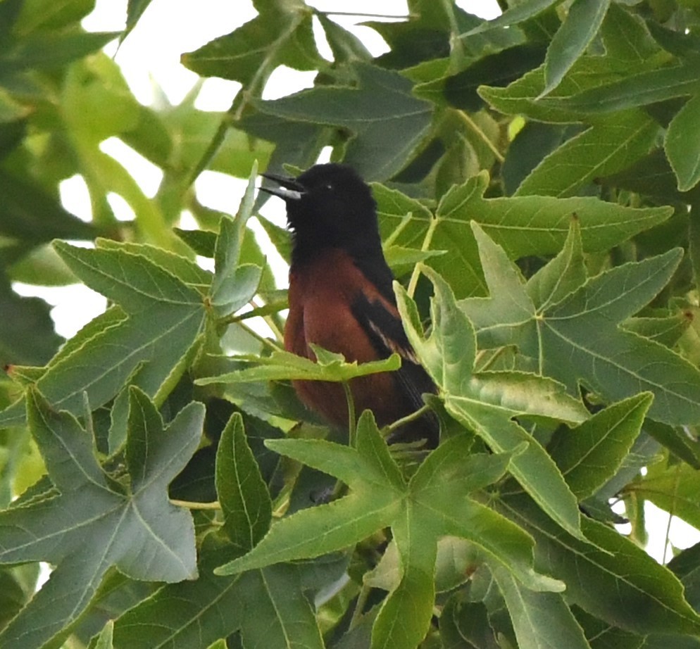 Orchard Oriole - ML620250955