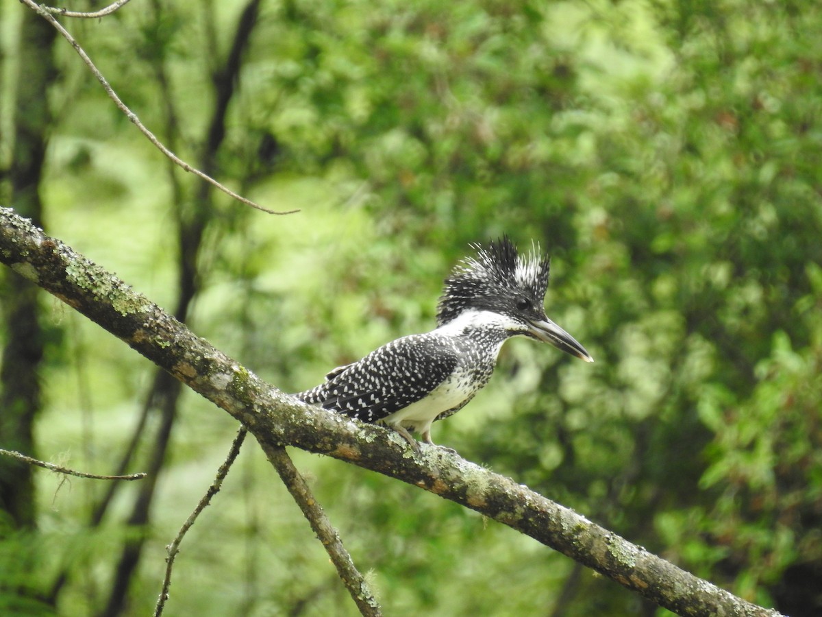 Crested Kingfisher - ML620250958